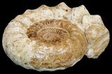 Massive, Jurassic Ammonite (Kranosphinctes?) Fossil - Madagascar #175781-4